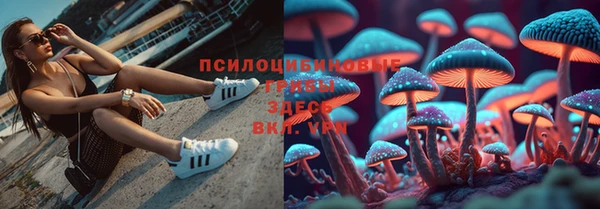 прущие грибы Семикаракорск