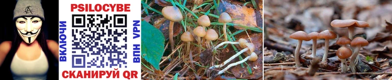 купить  сайты  Чердынь  Псилоцибиновые грибы Psilocybe 